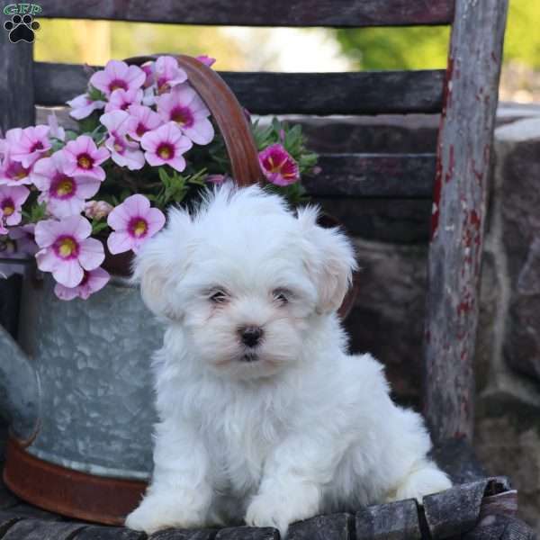 Mia, Teddy Bear Puppy
